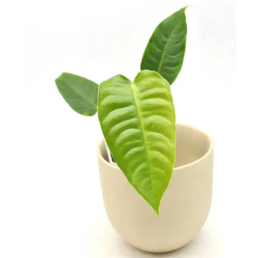 Anthurium Veitchii