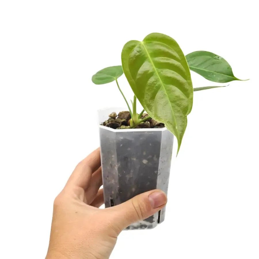 Anthurium Veitchii