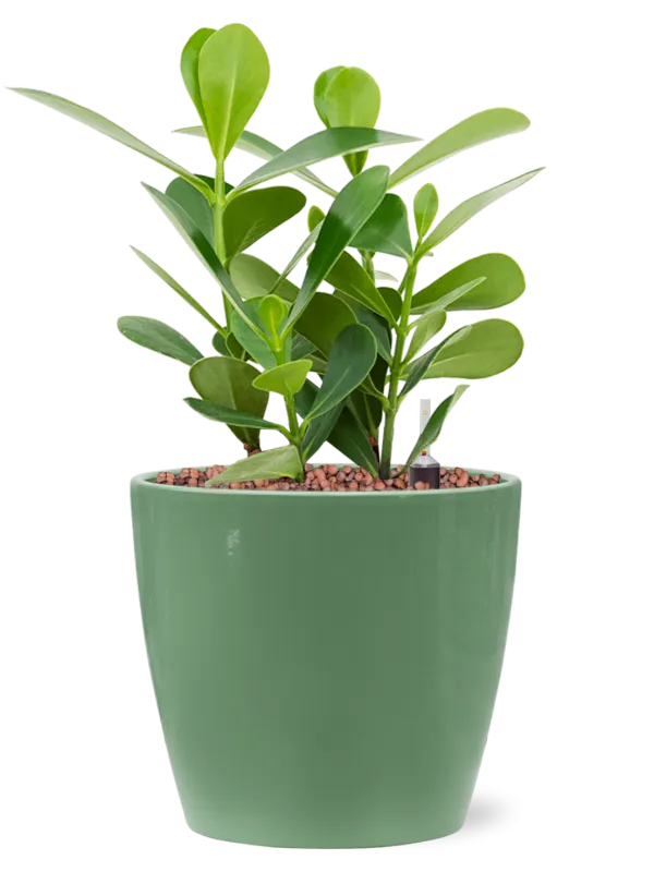 Clusia rosea 'Green Magic' in Feliz Office Plant With Pot 32cm Height 15cm Dia